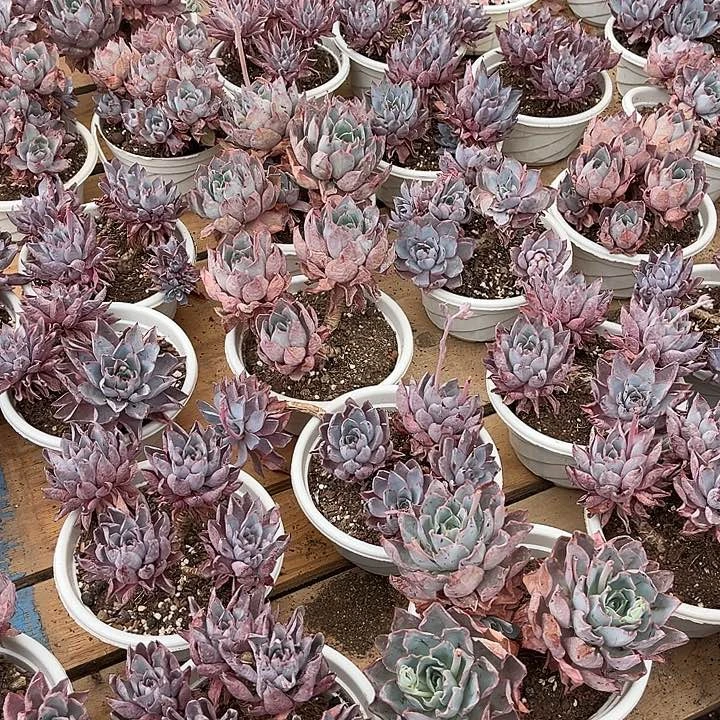 赫拉2颗9.99多肉植物