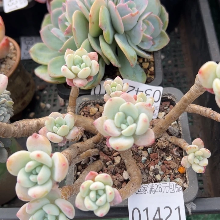 幸运的是你还没遇到你