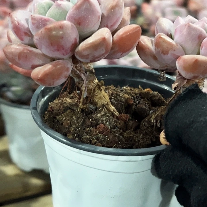 双头       老桩     白露