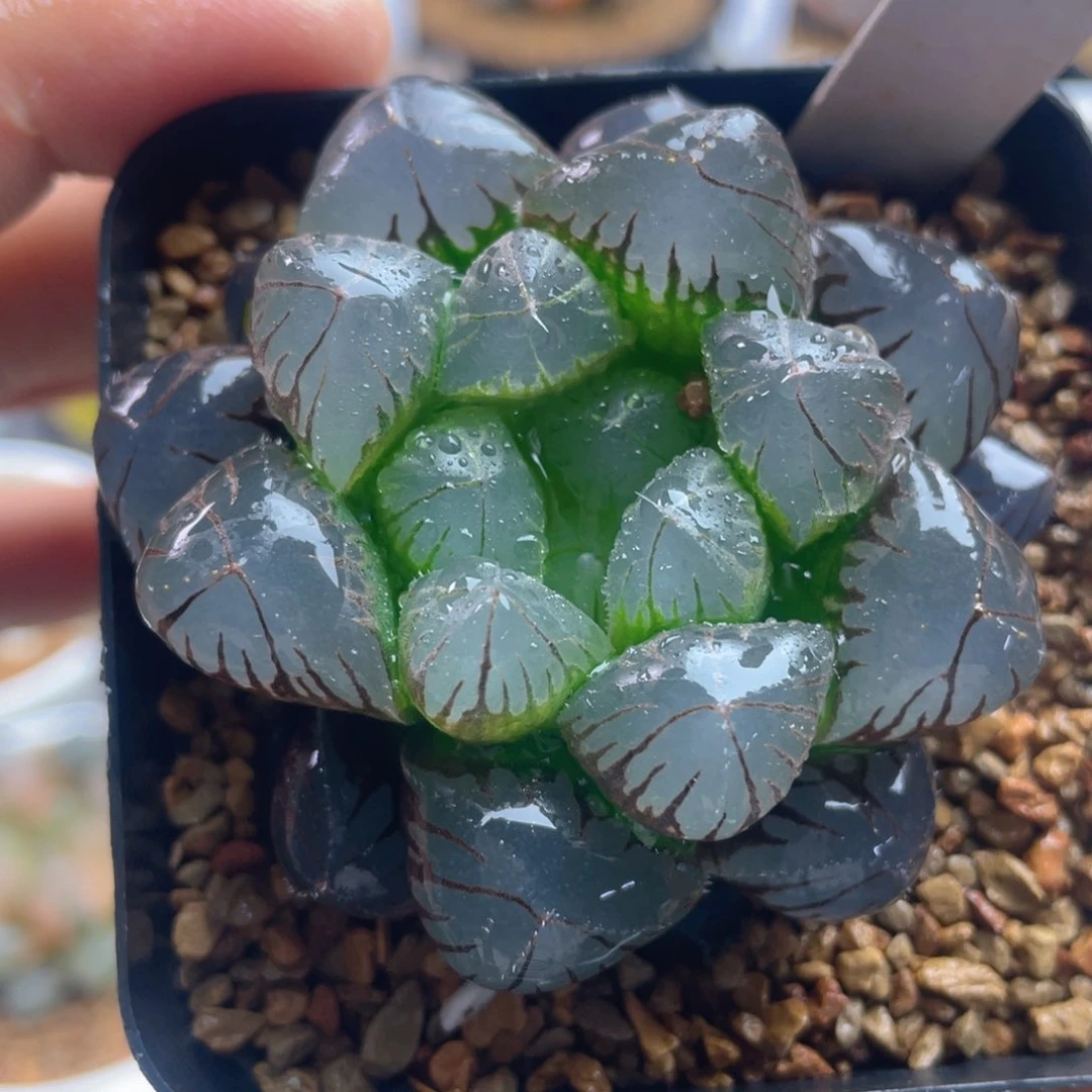 14.十二卷多肉实生玉露。