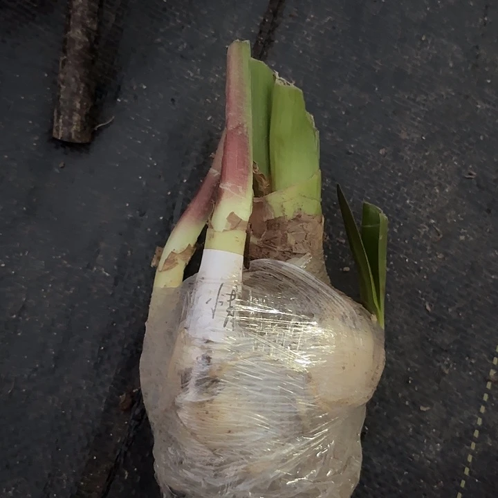 小青龙籽播八厘米开花不售后