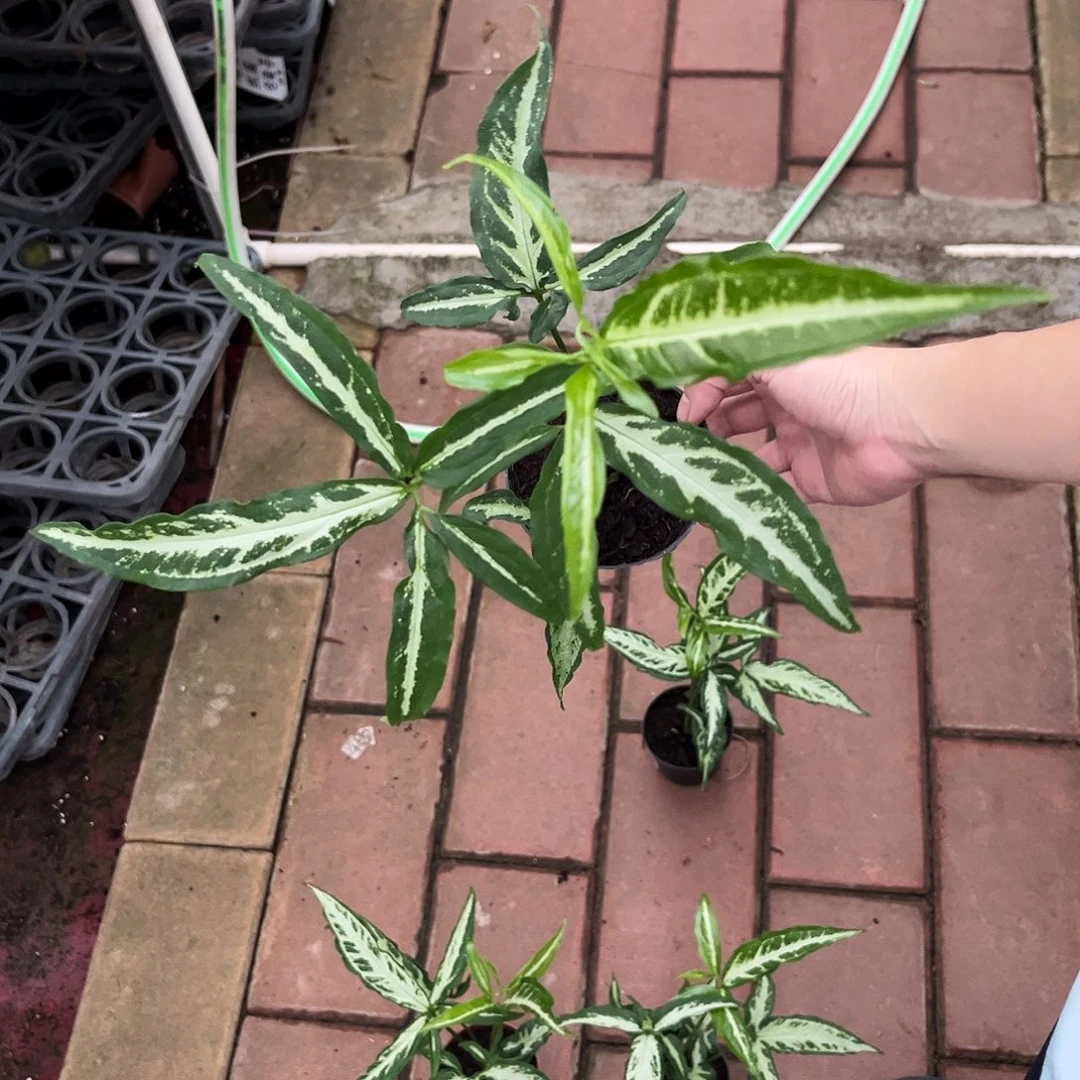 完全开放509斯里兰卡