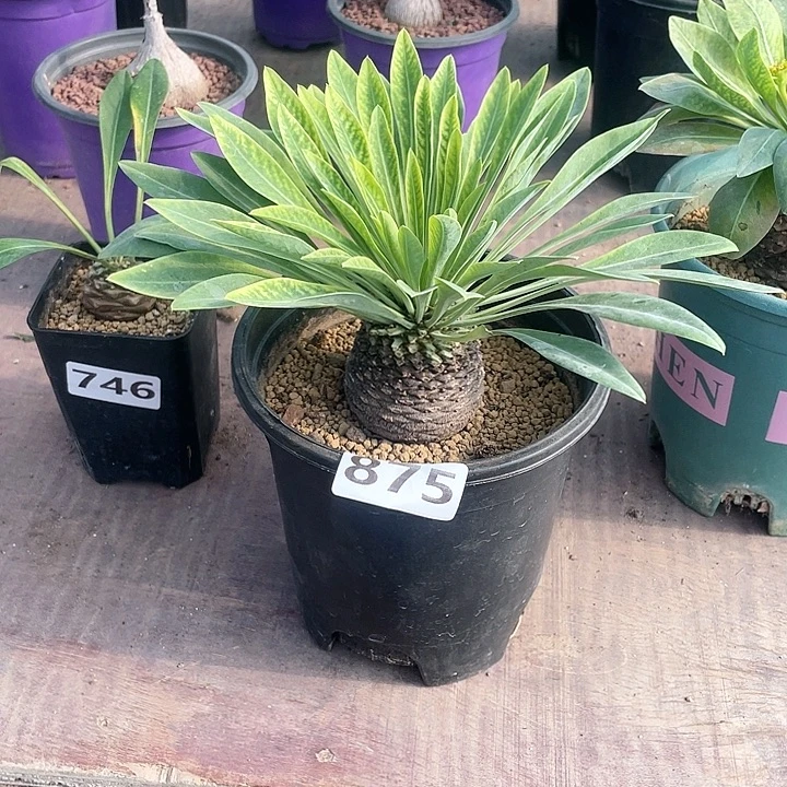 875大铁甲丸菠萝球