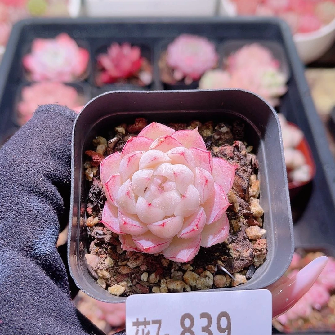 花利美7-839女王