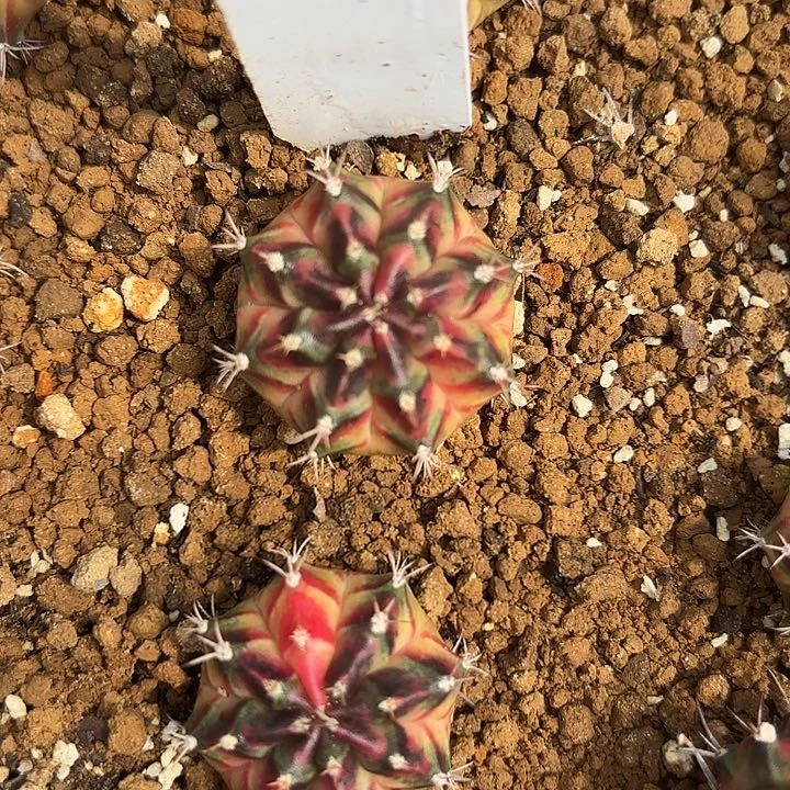 66-0719泰国发货多肉