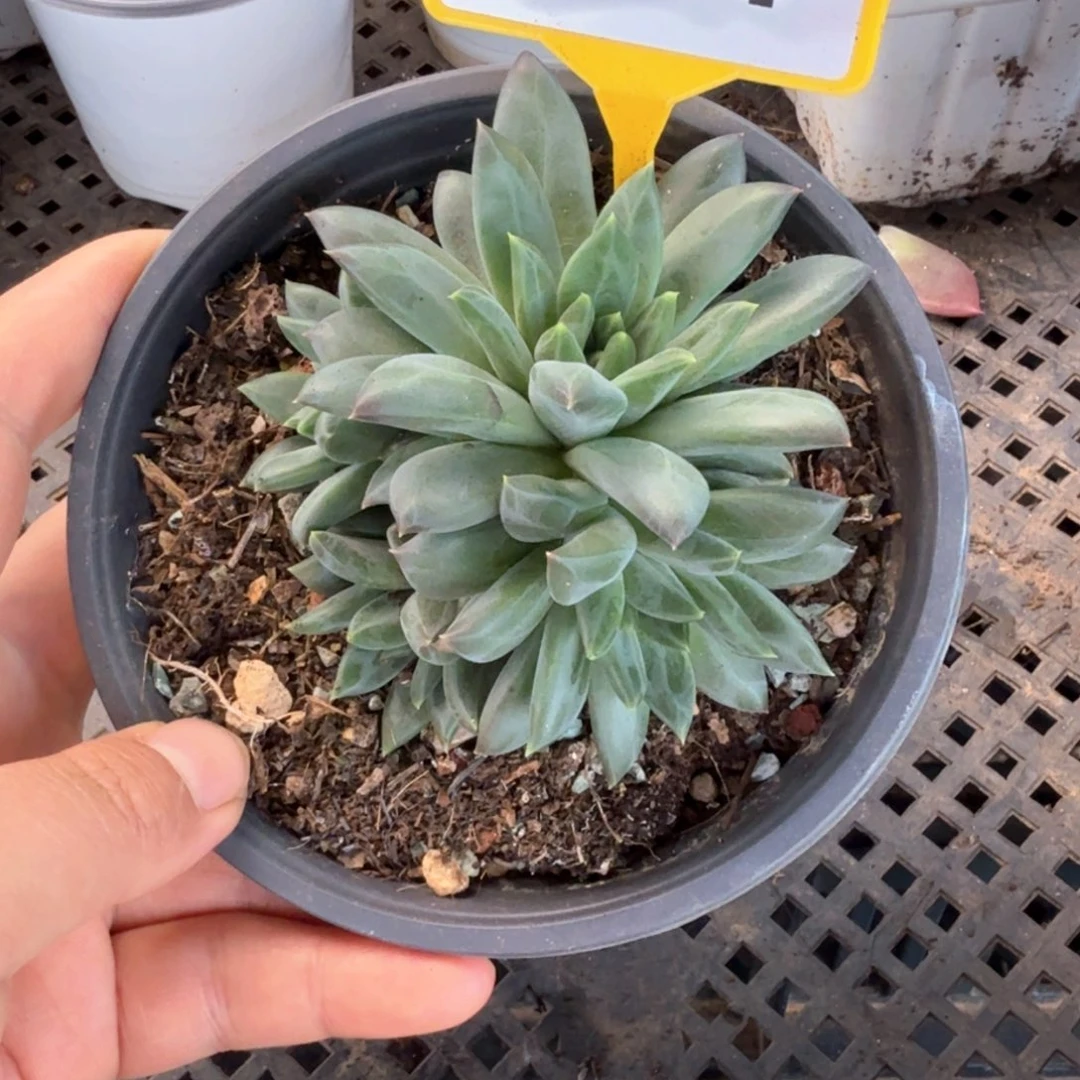 新品美人多肉植物901