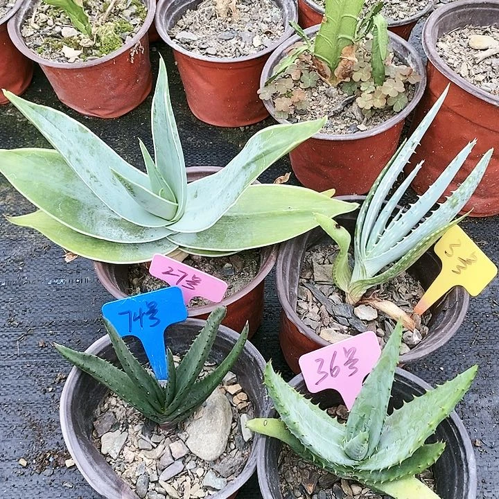 【闪购商品】无花朵海来芦荟