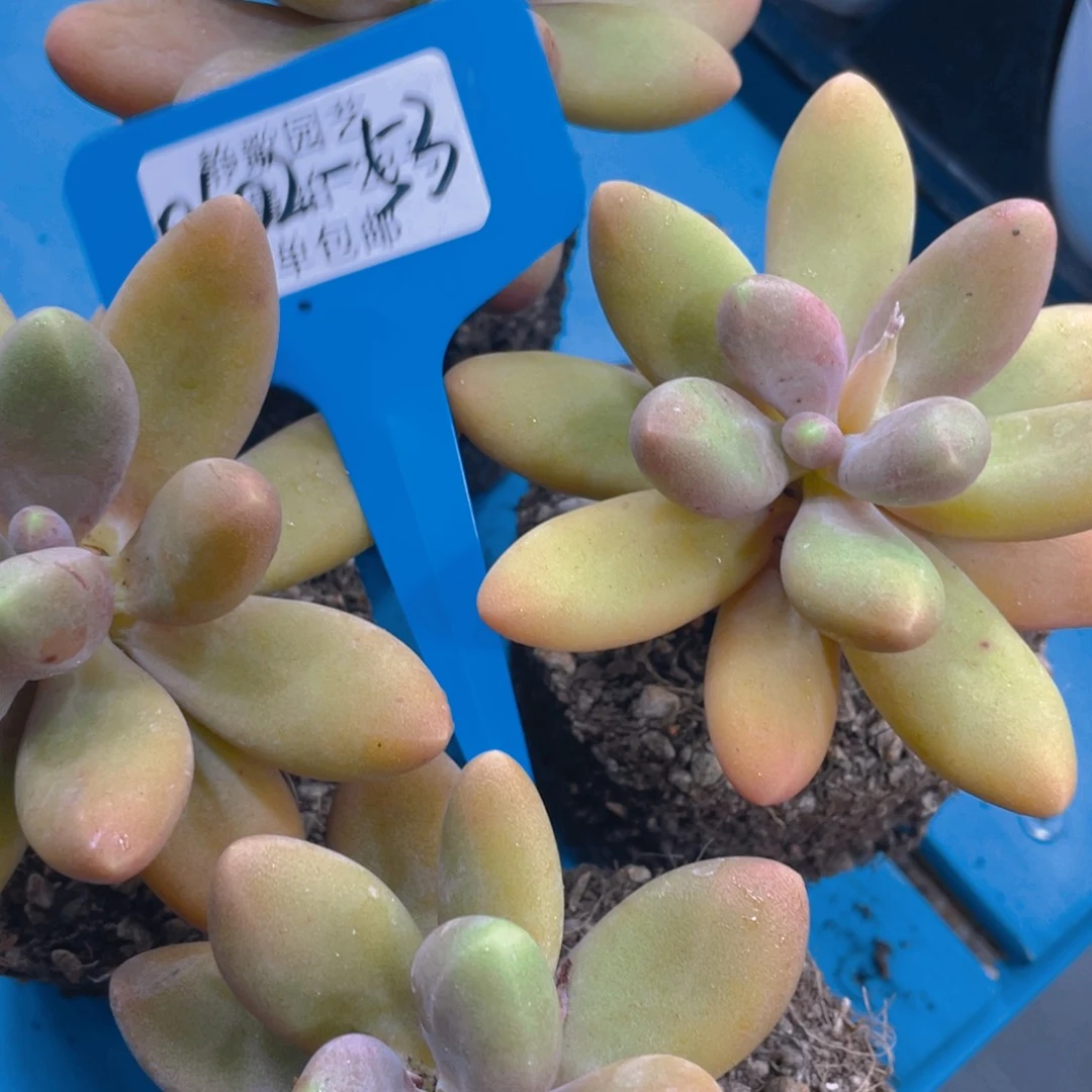 0602-53-糖果美人大单头一颗