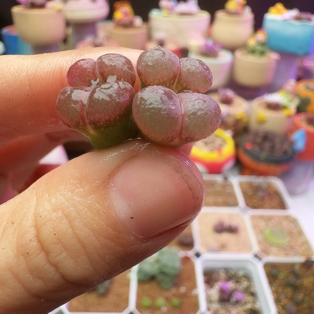 多肉植物福利1804.5两个双头184