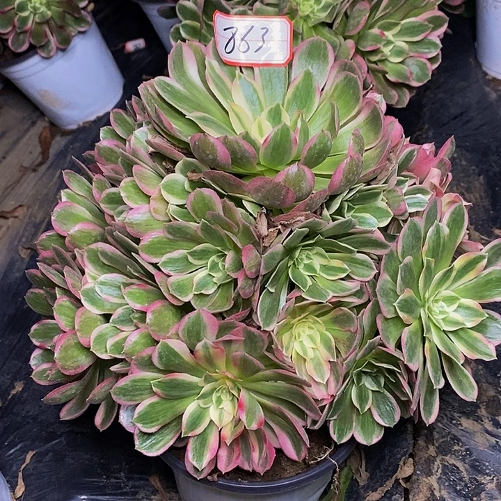 玉芙蓉老桩捧花863号