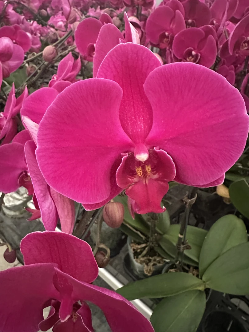 【大辣椒】高档蝴蝶兰鲜花盆栽