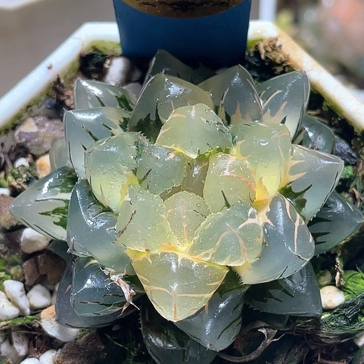648完美锦水中月一物一
