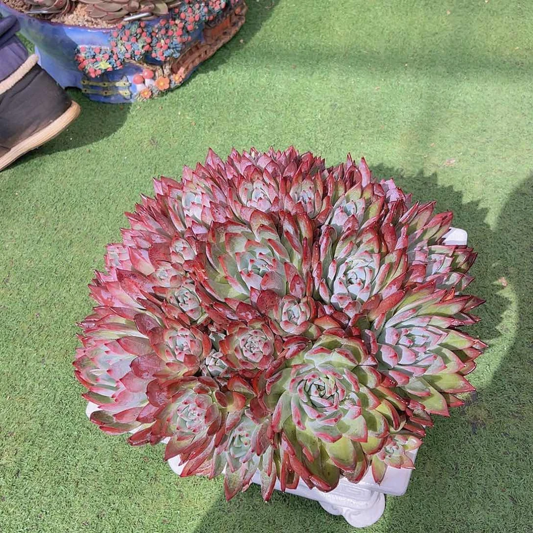 ㊗️**多肉布蓝迪不带盆栋