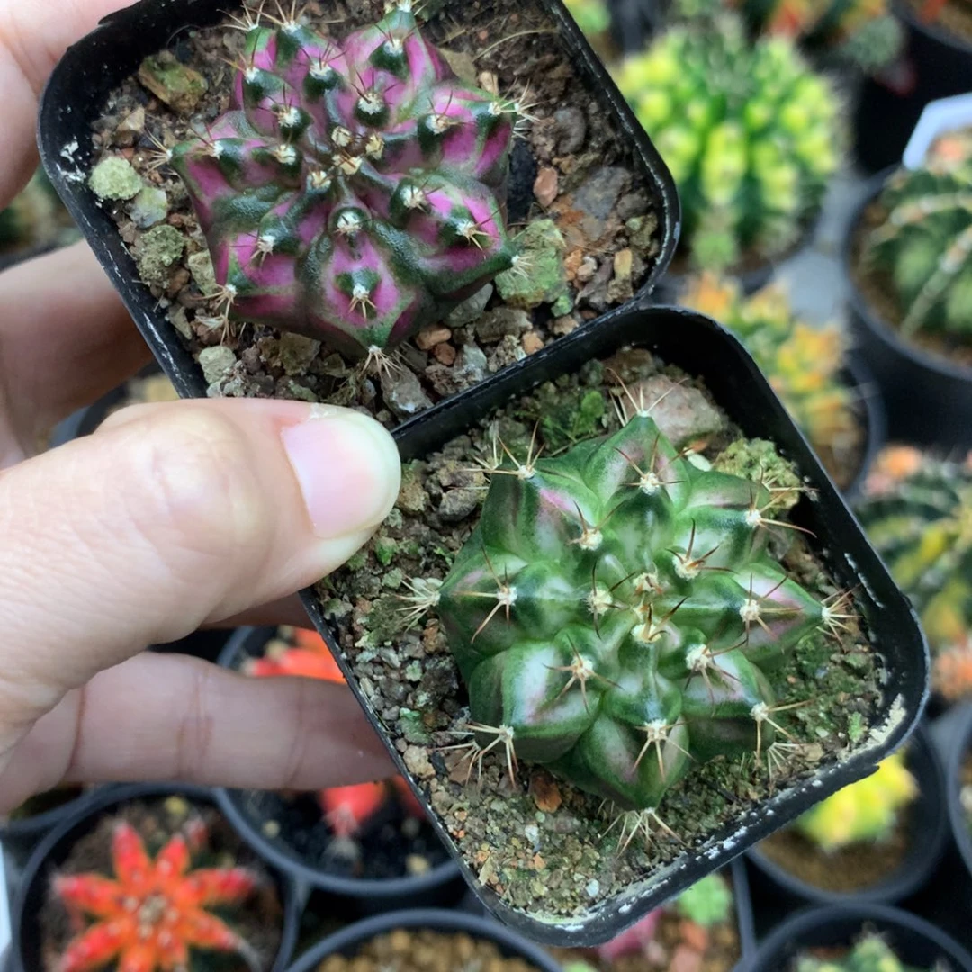 仙人球米哈牡丹锦