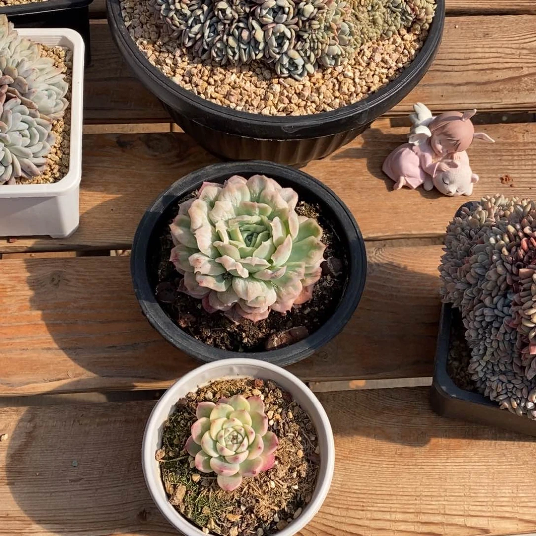 无**闲多肉植物两个