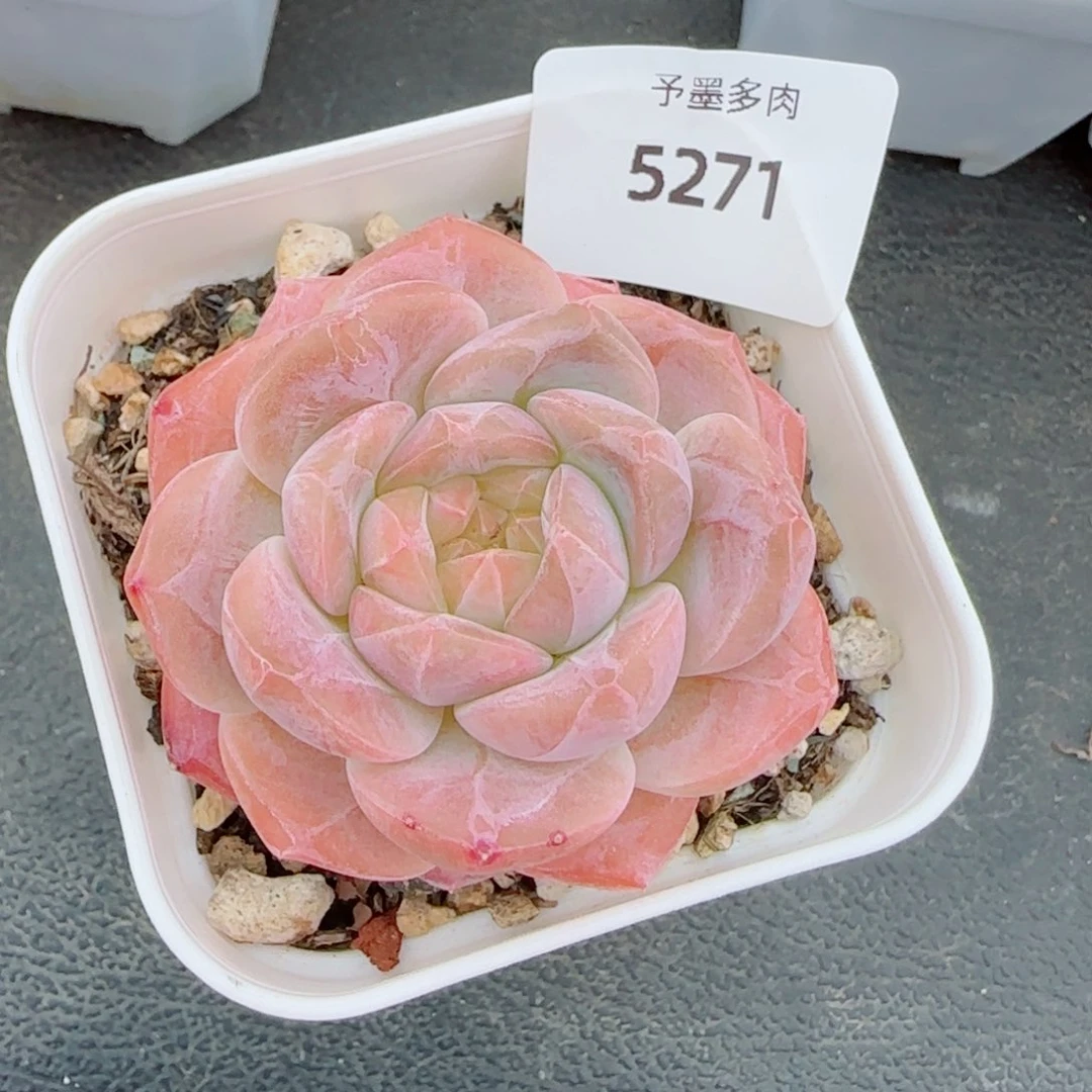 粉魄，5271多肉植物