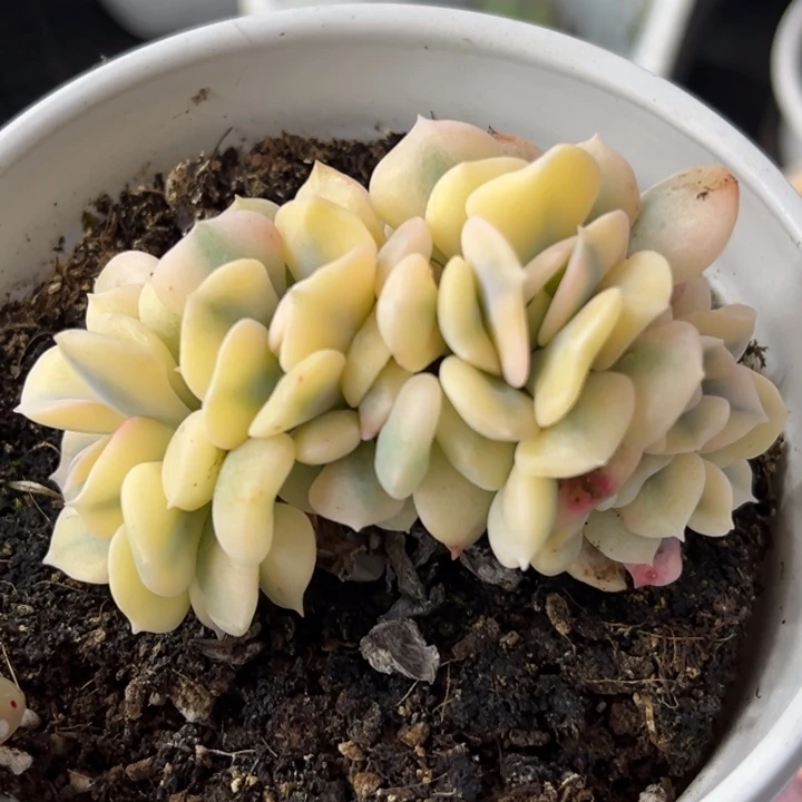 雪精灵锦缀化一颗价格