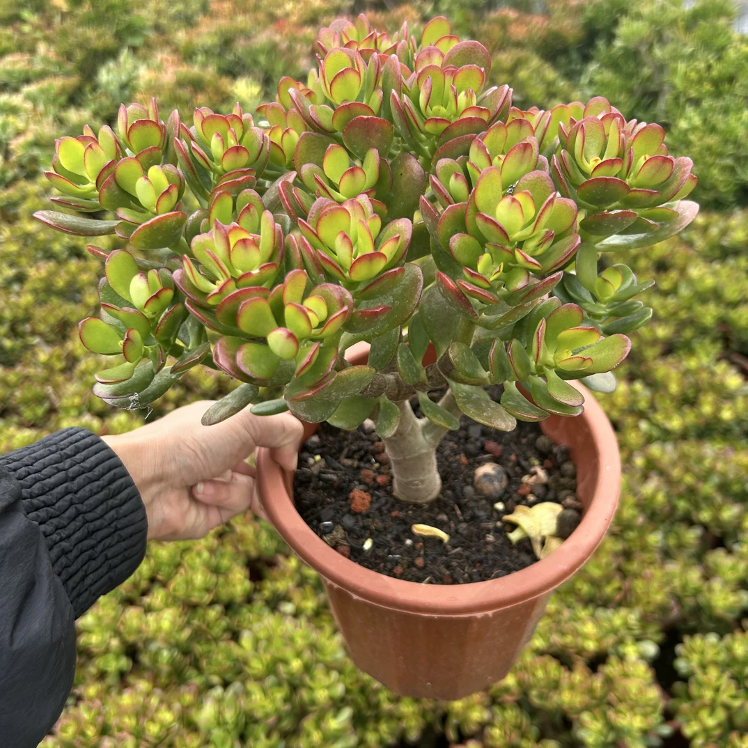 中大型绿植直播间专用商品