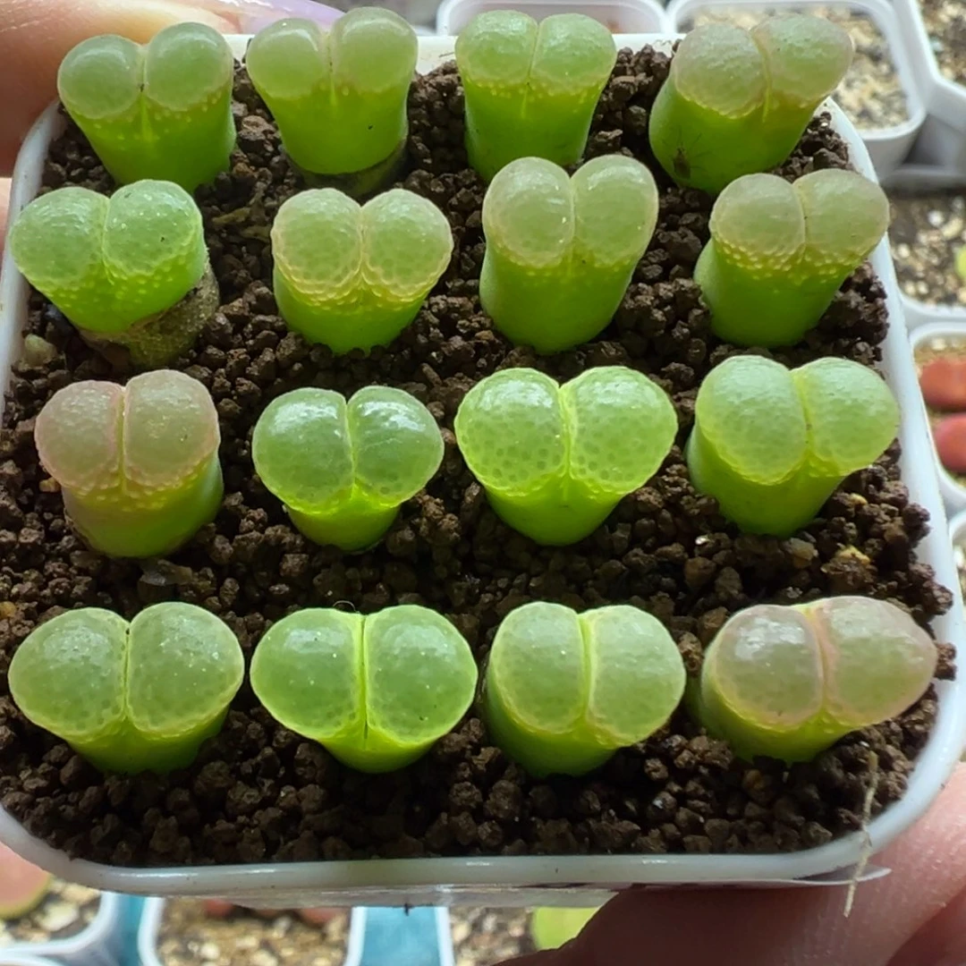 336粉樱1453.9裸根发货