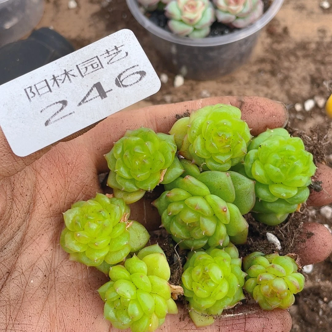 多肉植物多肉植物246