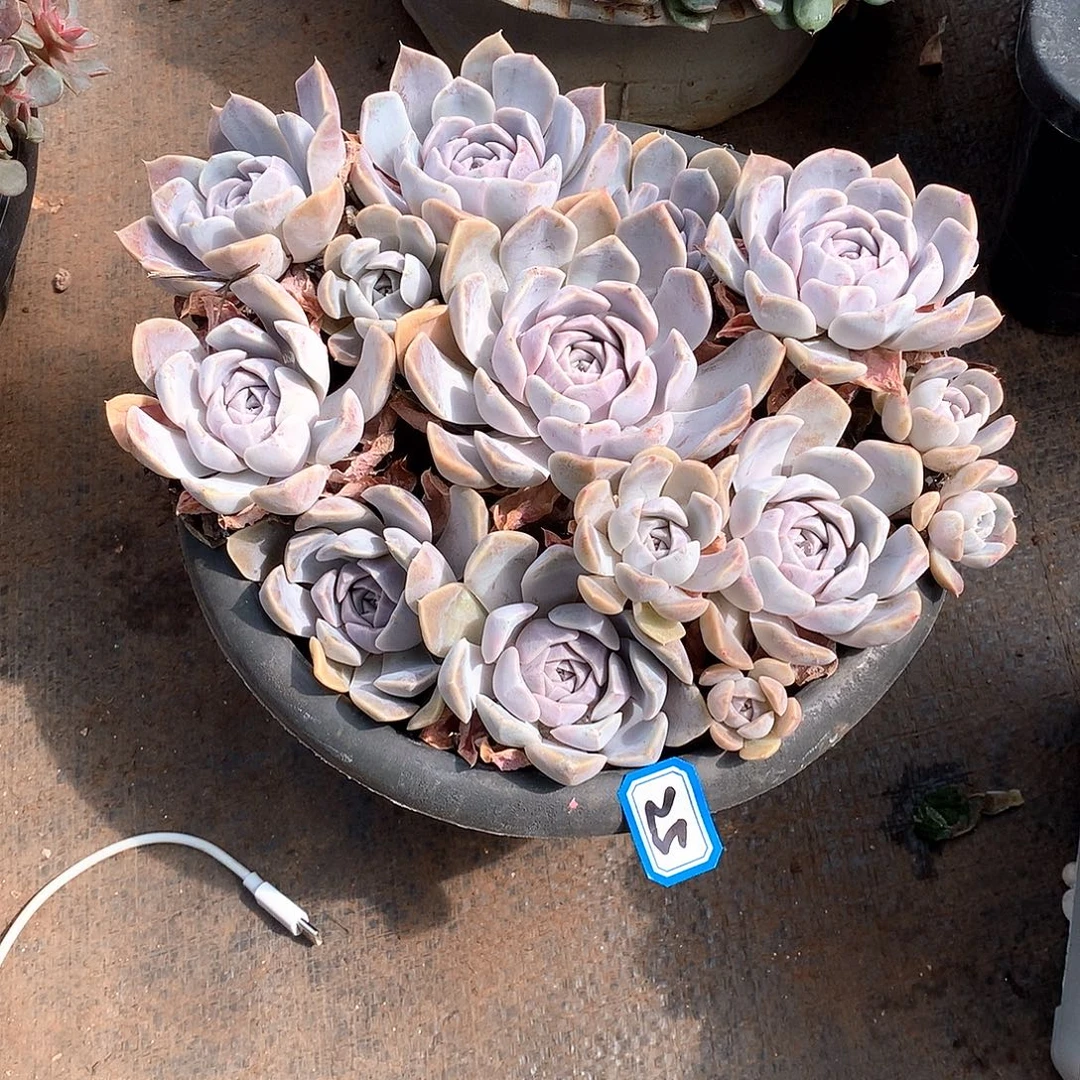 25汉堡 一物一拍多肉