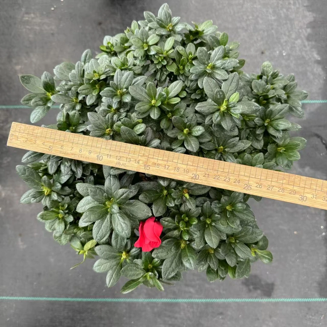 精选带花苞 杜鹃花盆栽 四季开花 好养阳台 庭院 花卉