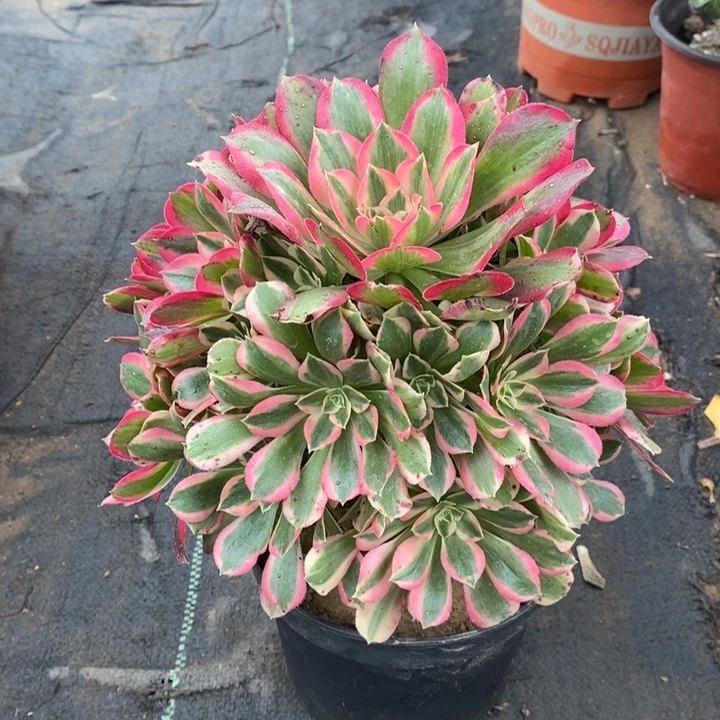 粉女郎多肉植物4。