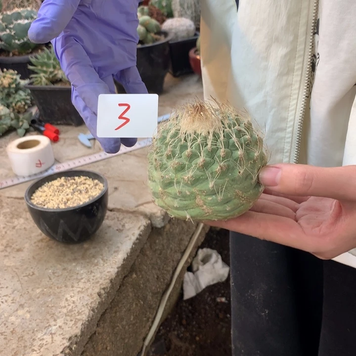 菊水3号。。。。。。。。。。。