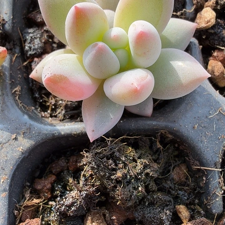 美人锦叶插多肉锦