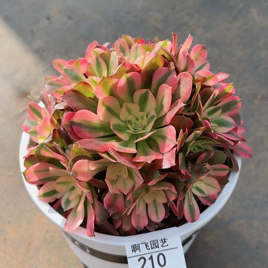 210多肉 香妃法师法师