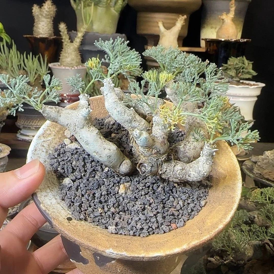 一物一拍黑皮月界580