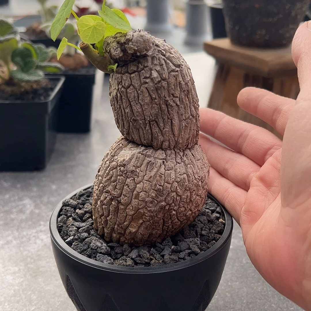 敏***捷葫芦荔枝龟 6688888