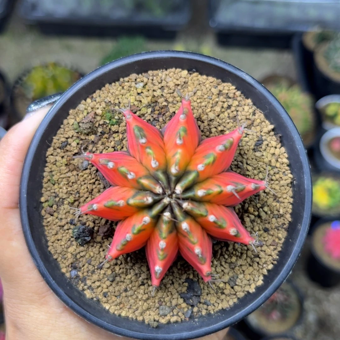 橙红虎斑，带盆土发货