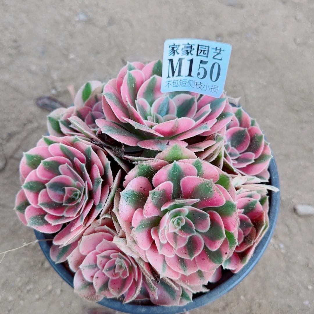 粉女巫法师150冠幅15