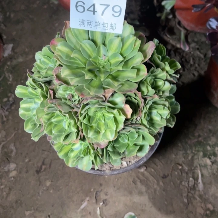 6479翡翠琉璃多肉