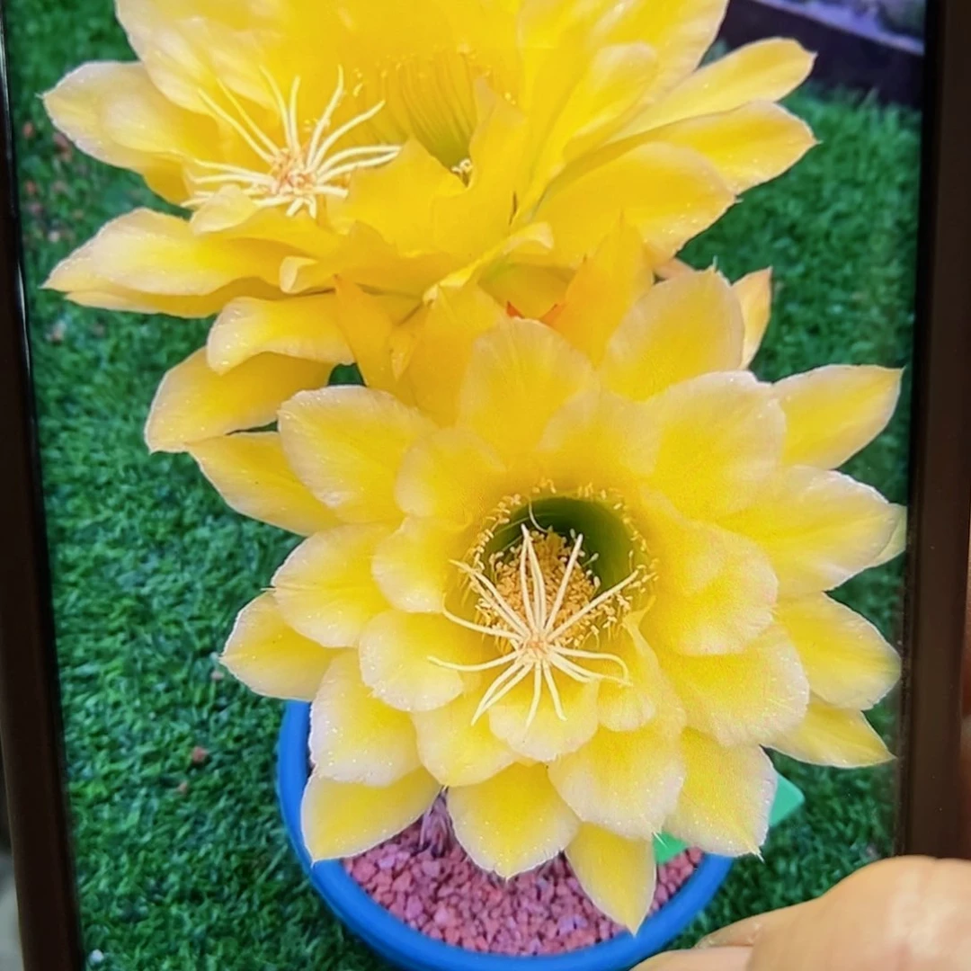 下5 毛克劳斯班歪无根侧芽5公分左右20包邮