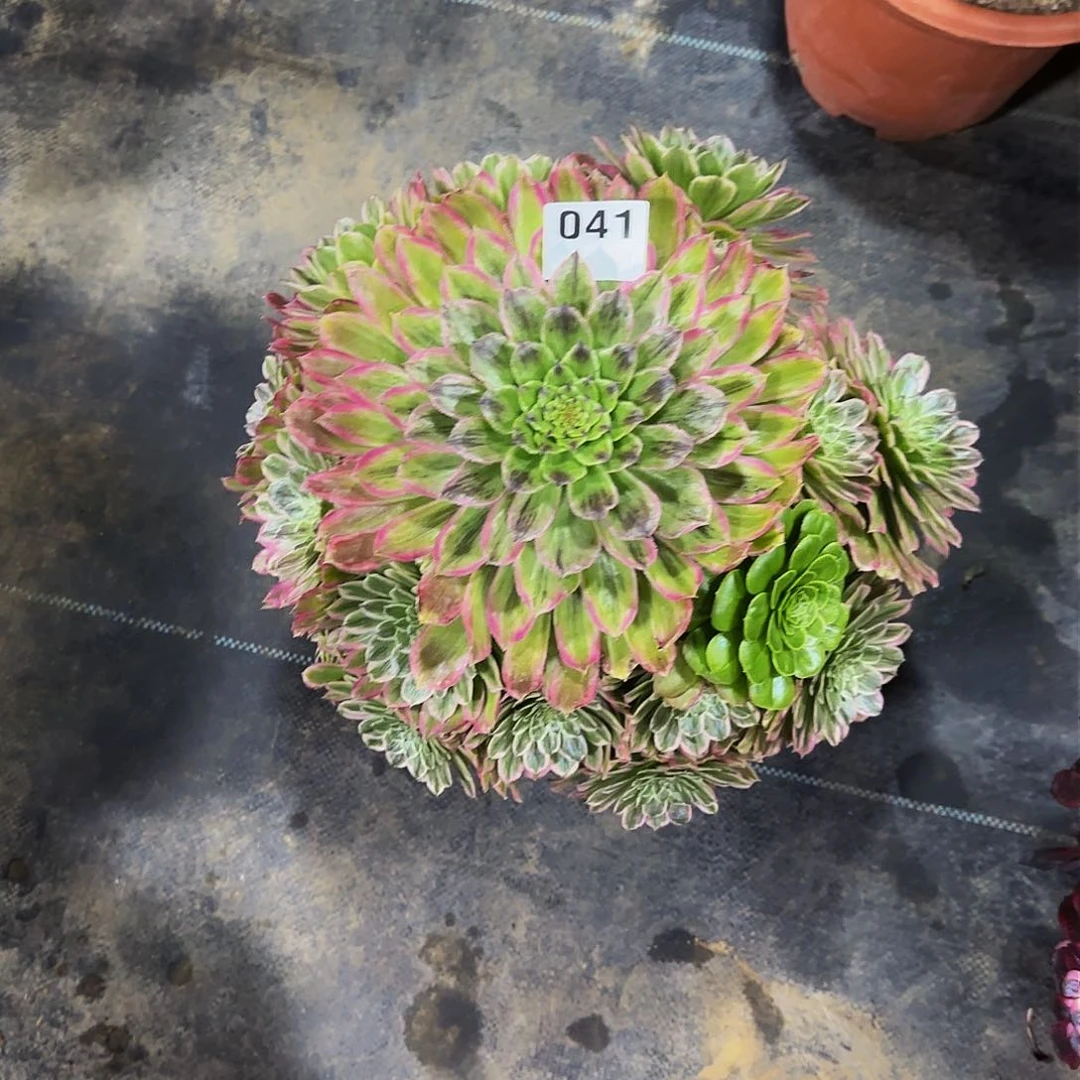 糖果粉黛一颗零四一