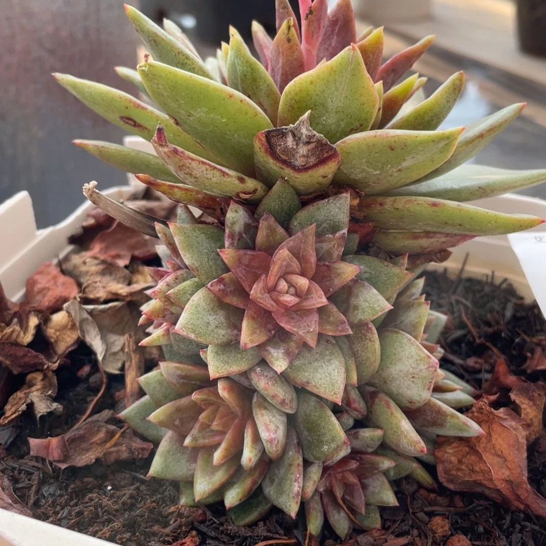 007德国香槟老桩群生多肉多肉