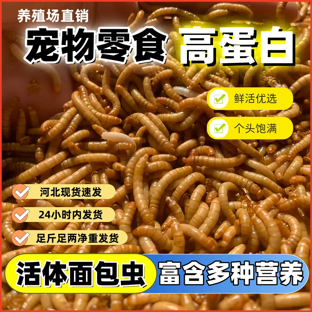 活体面包虫活黄粉虫仓鼠蜘蛛乌龟守宫角蛙画眉鸟饲料活饵鸟食鱼食