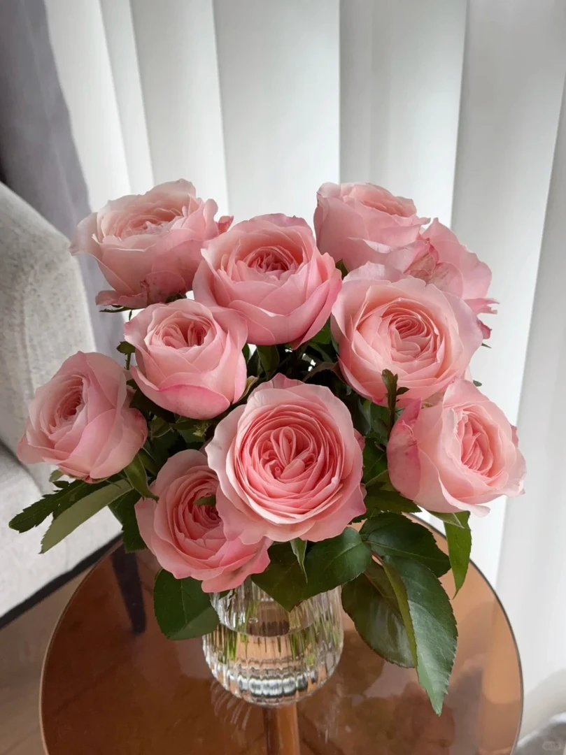 A级凯瑟琳粉玫瑰直发云南鲜花鲜切花花期长家庭插花养护