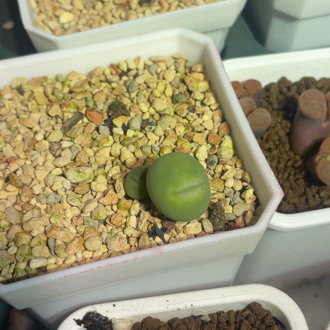 玻尿酸大嘴嘟嘟嘴植物一物一拍