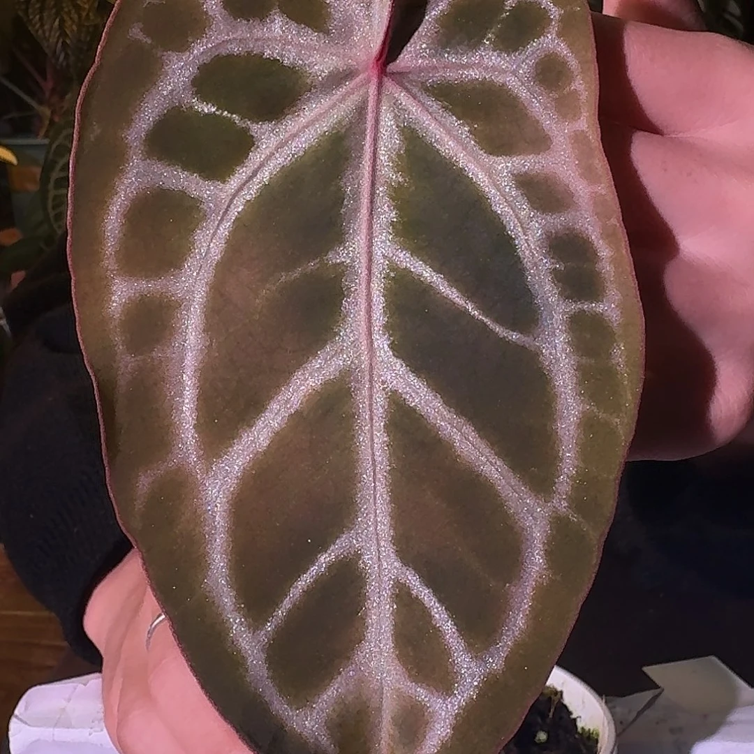 不开花植物C05银骑士杂粉柠檬