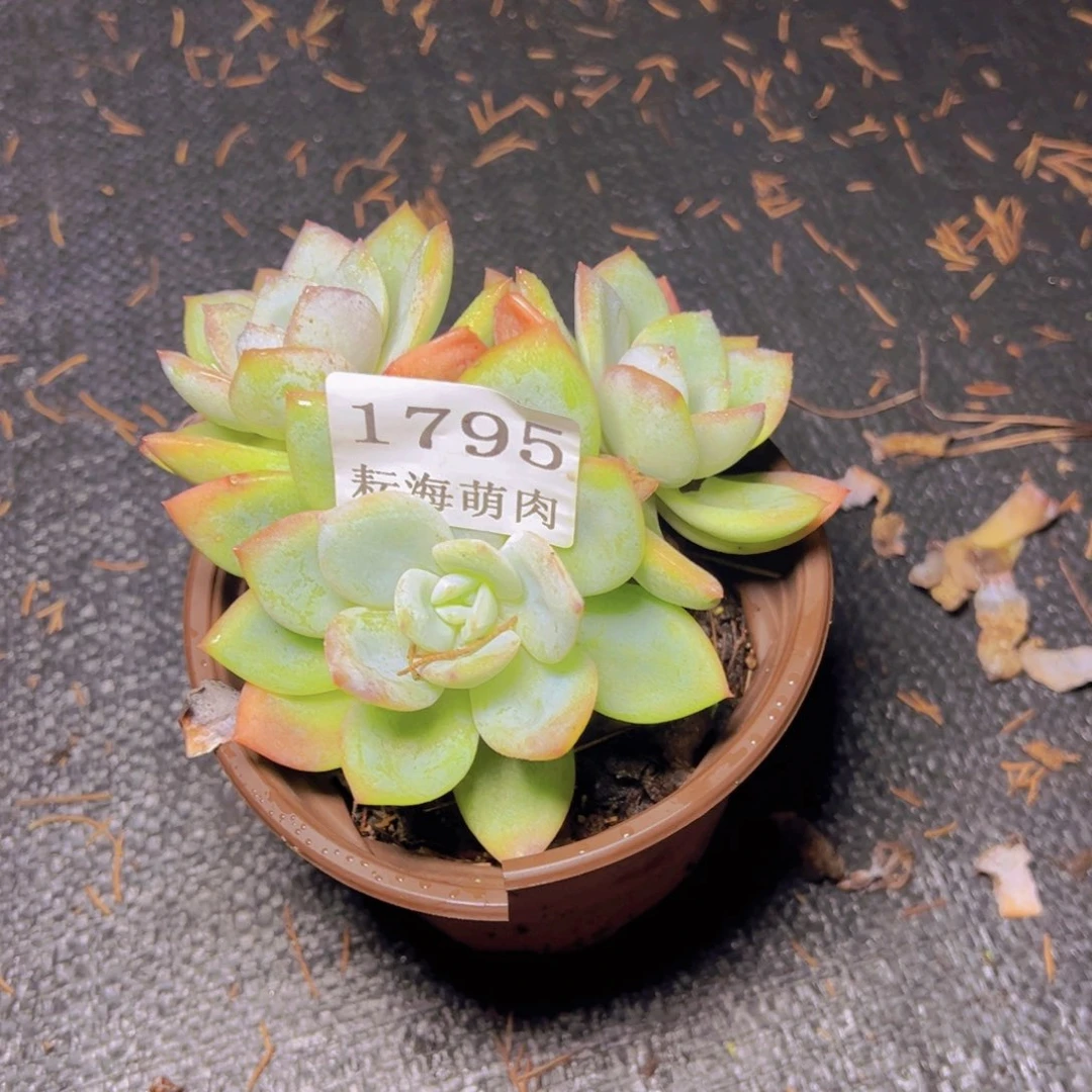 满***柴小凤城1795多肉植物