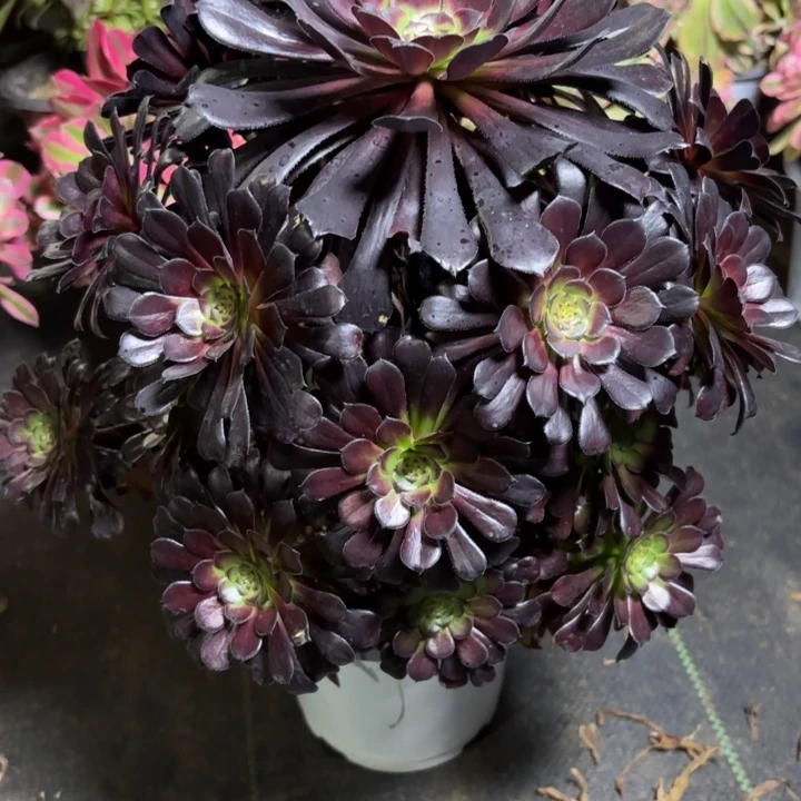 瑞妈一物一拍037