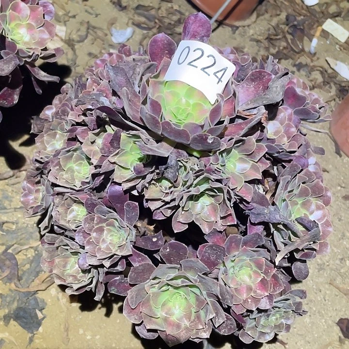 多肉植物法师224花呐