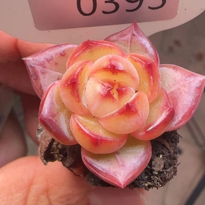 393号优选新品珍妮