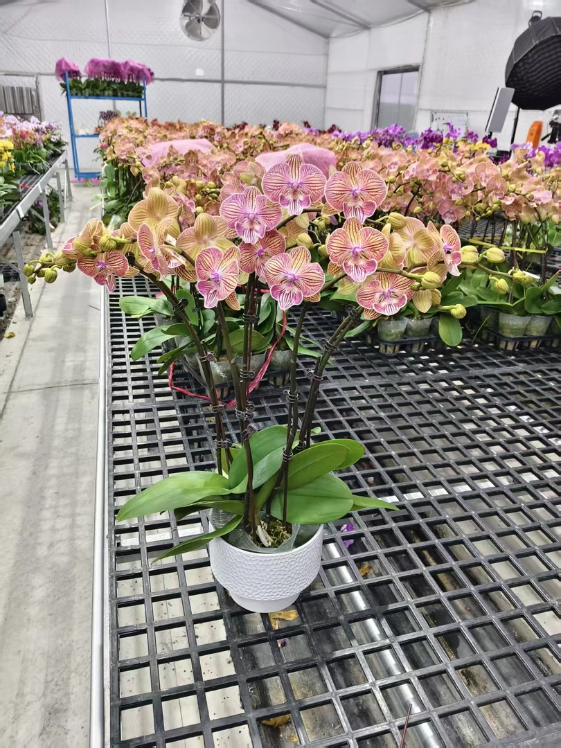 蝴蝶兰【晶彩】花苗盆栽带花剑花苞客厅室内四季好养观赏花卉