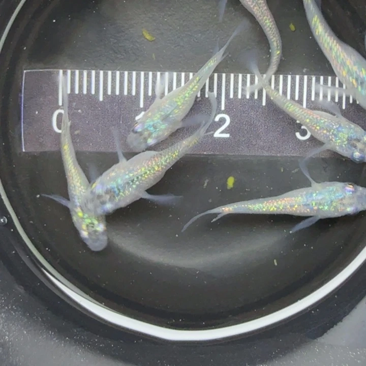 青鳉鱼短体蓝宝石10号