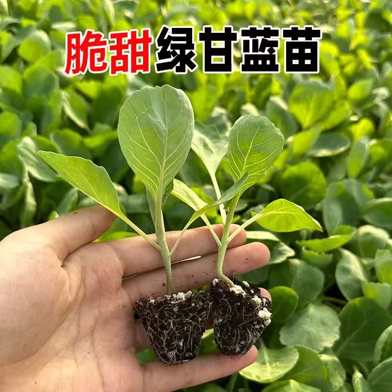 绿甘蓝苗圆包菜苗卷心菜苗带土发货四季高产脆嫩可口秋冬种植佳品