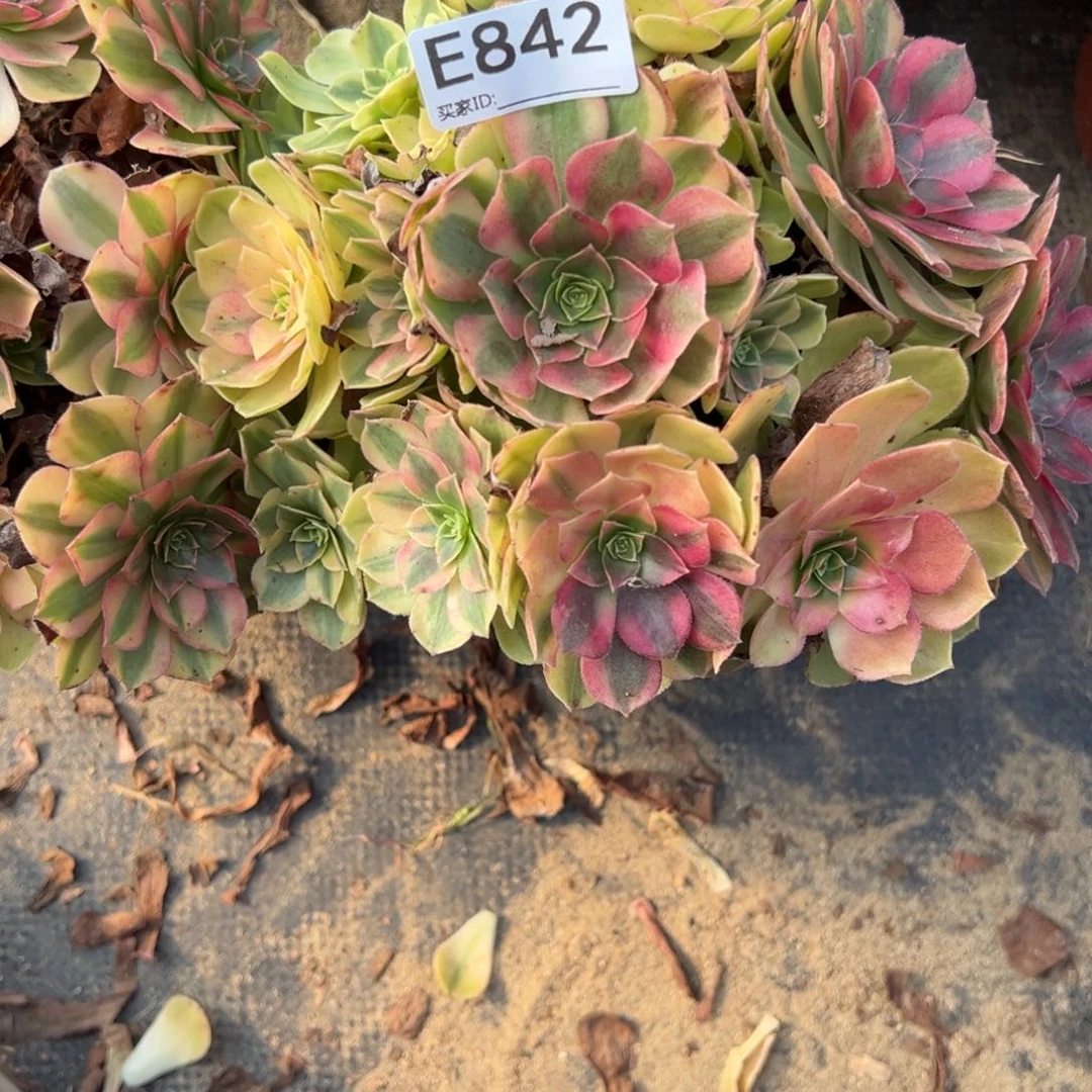 842雨荷多肉植物法师多肉